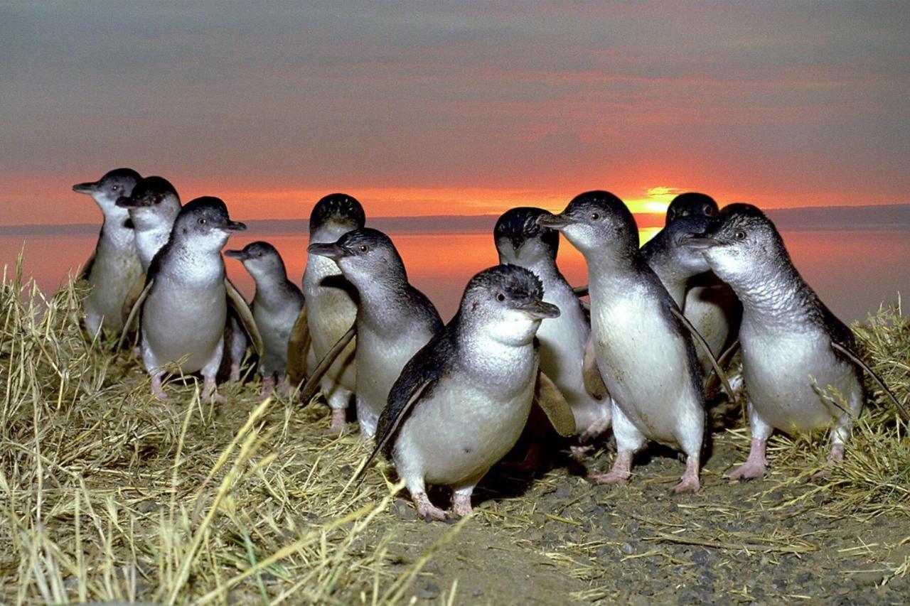 Big4 Ingenia Holidays Phillip Island Newhaven Dış mekan fotoğraf